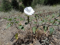 datura wrightii